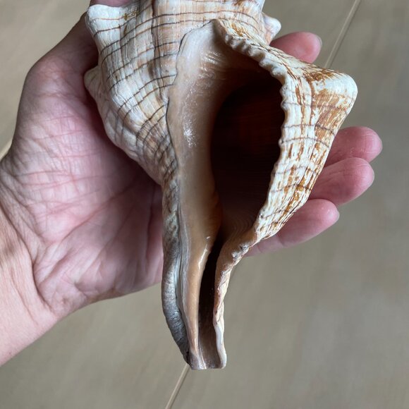 Florida State Shell Horse Conch, From Florida - Picture 5 of 10